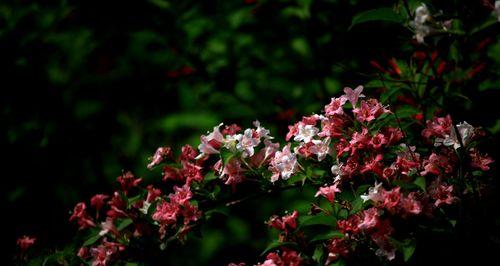辣椒花花语的含义是什么？它在植物界中扮演什么角色？