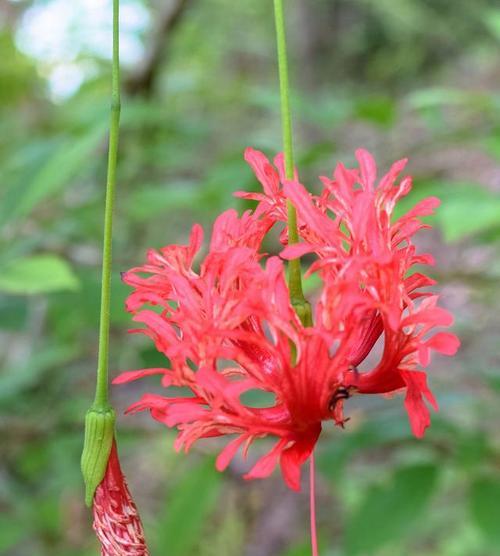 辣椒花花语的含义是什么？它在植物界中扮演什么角色？