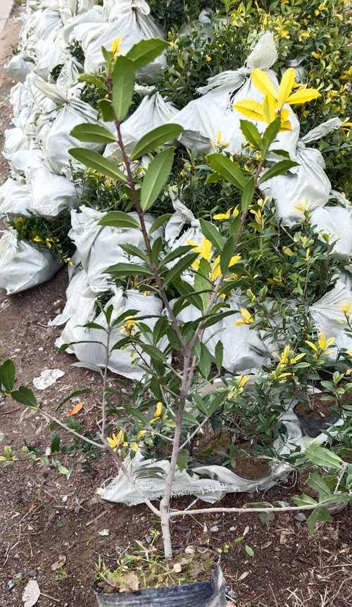 枸骨花花语的寓意是什么？它在植物界中传递了哪些信息？