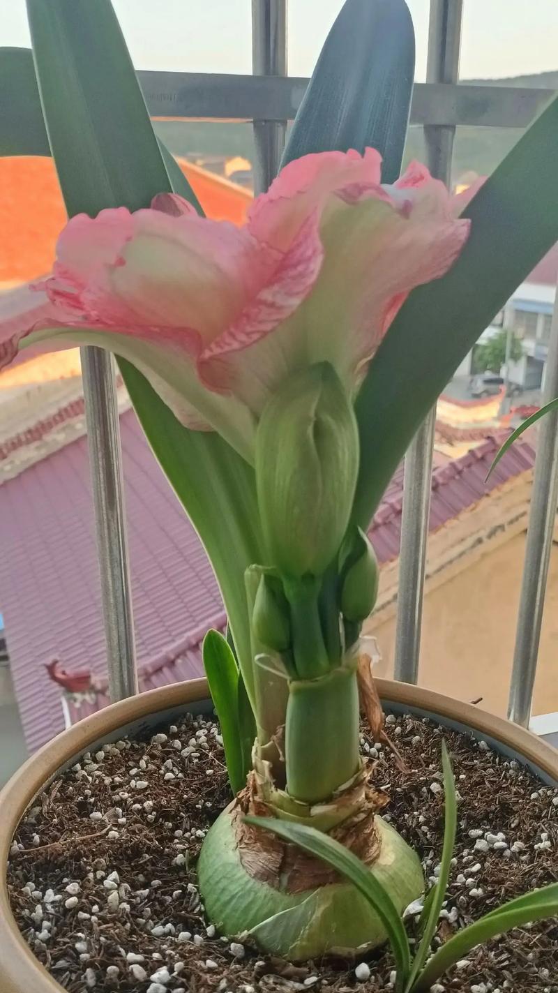 枸骨花花语的寓意是什么？它在植物界中传递了哪些信息？