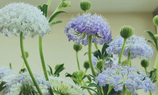 翠珠的花语代表什么？翠珠花在不同场合的意义是什么？
