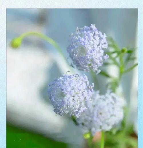 翠珠的花语代表什么？翠珠花在不同场合的意义是什么？