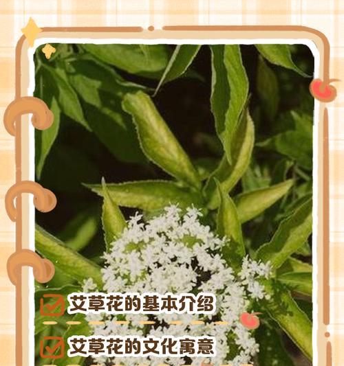 军人的花语代表什么？哪些花卉常用来致敬军人？