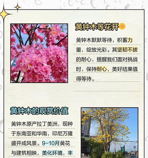 金黄草花语有哪些含义？金黄草在花语中代表什么？