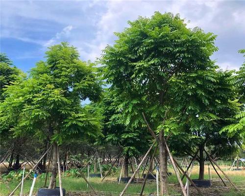 仁面子花语是什么？仁面子花在传统中象征着什么？