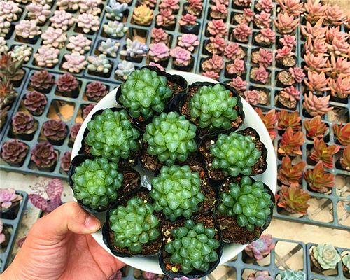绿玉露花语有哪些？绿玉露花在文化中扮演什么角色？