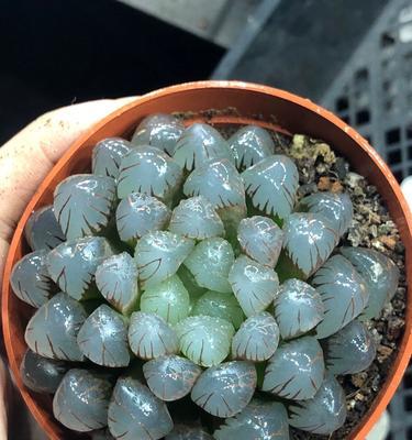 绿玉露花语有哪些？绿玉露花在文化中扮演什么角色？