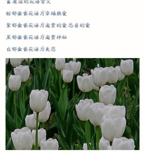 燕尾草花语有何深意？燕尾草在花语中象征着什么？