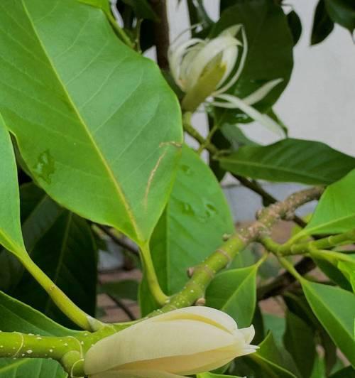 白兰草花语是什么？白兰草在花语中代表什么？