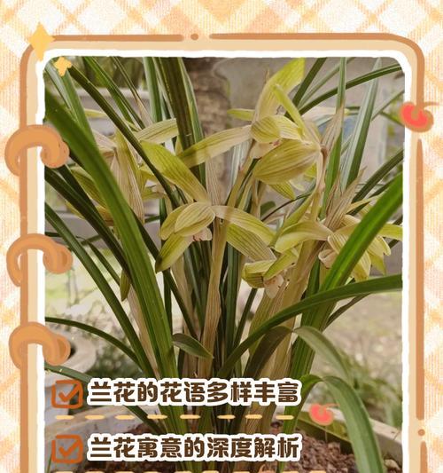 花语的起源是哪里？花语在不同文化中的差异是什么？