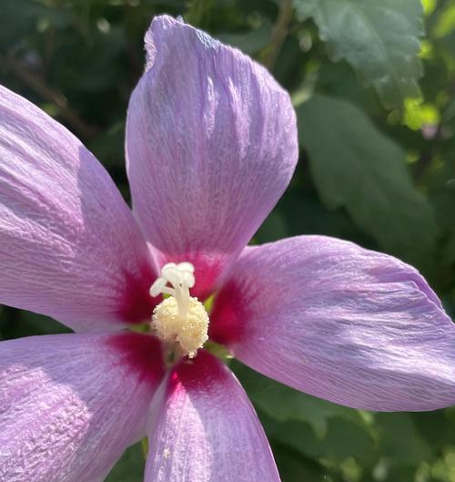 木檀花花语是什么意思？