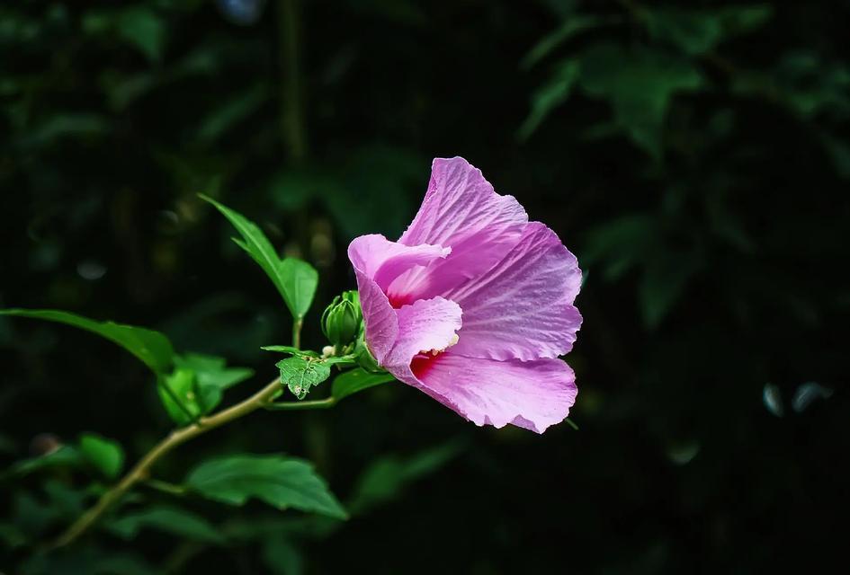 木檀花花语是什么意思？