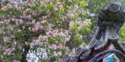 秋树花花语是什么意思？