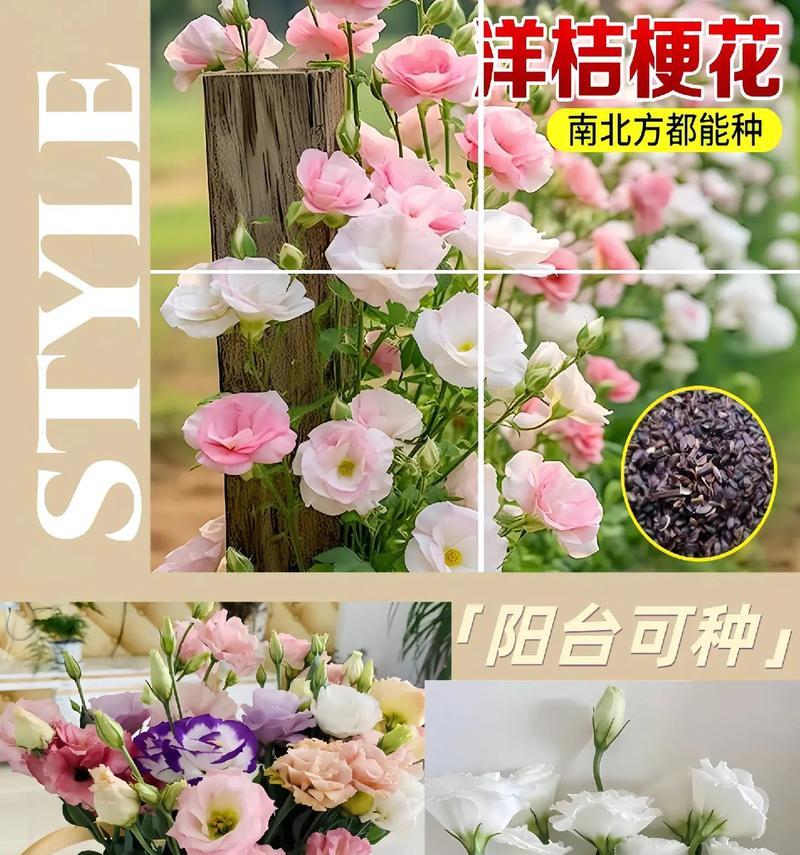 甜桔梗花语有哪些含义？