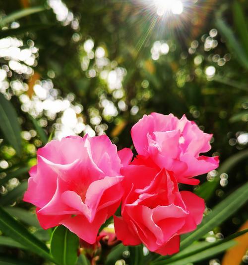 竹桃的花语代表什么含义？