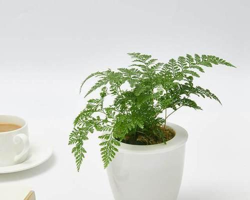 狼尾阙花语是什么意思？