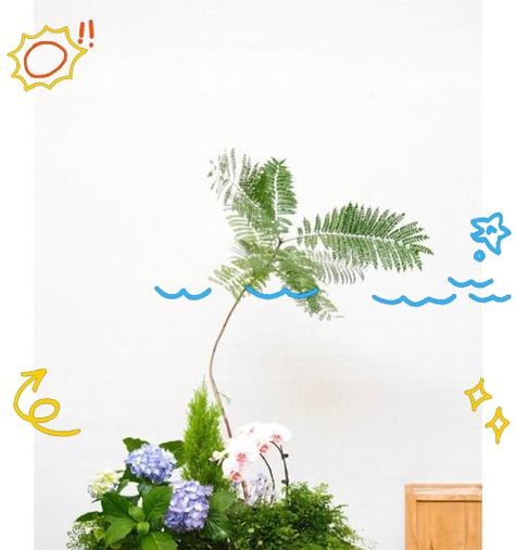 狼尾阙花语是什么意思？