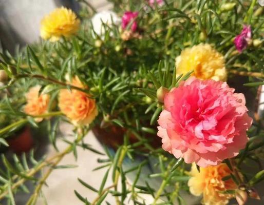 小花花花语代表什么含义？