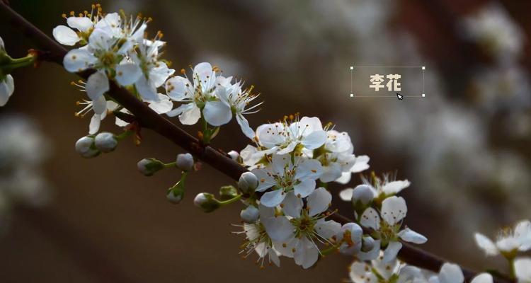 玉梅的花语是什么意思？