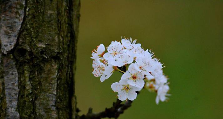 玉梅的花语是什么意思？