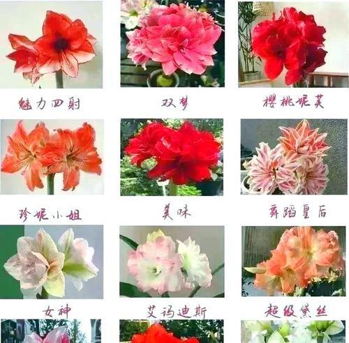 孤顶红花语代表什么含义？