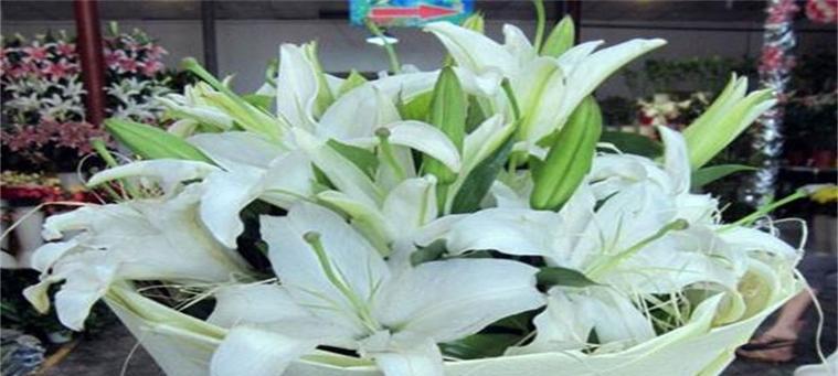 虾钳草花语代表什么含义？
