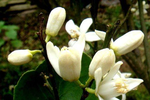 长青藤花语是什么意思？