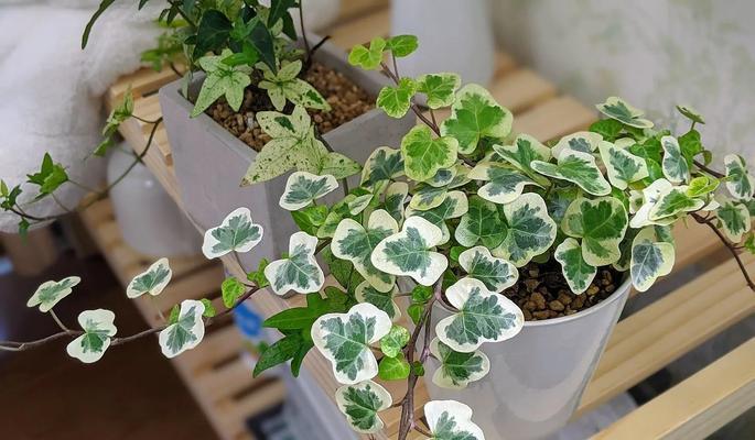 长青藤花语是什么意思？
