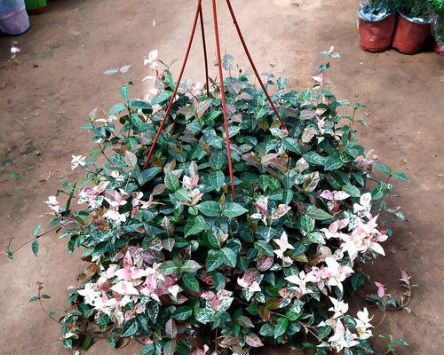 络石花花语代表什么含义？
