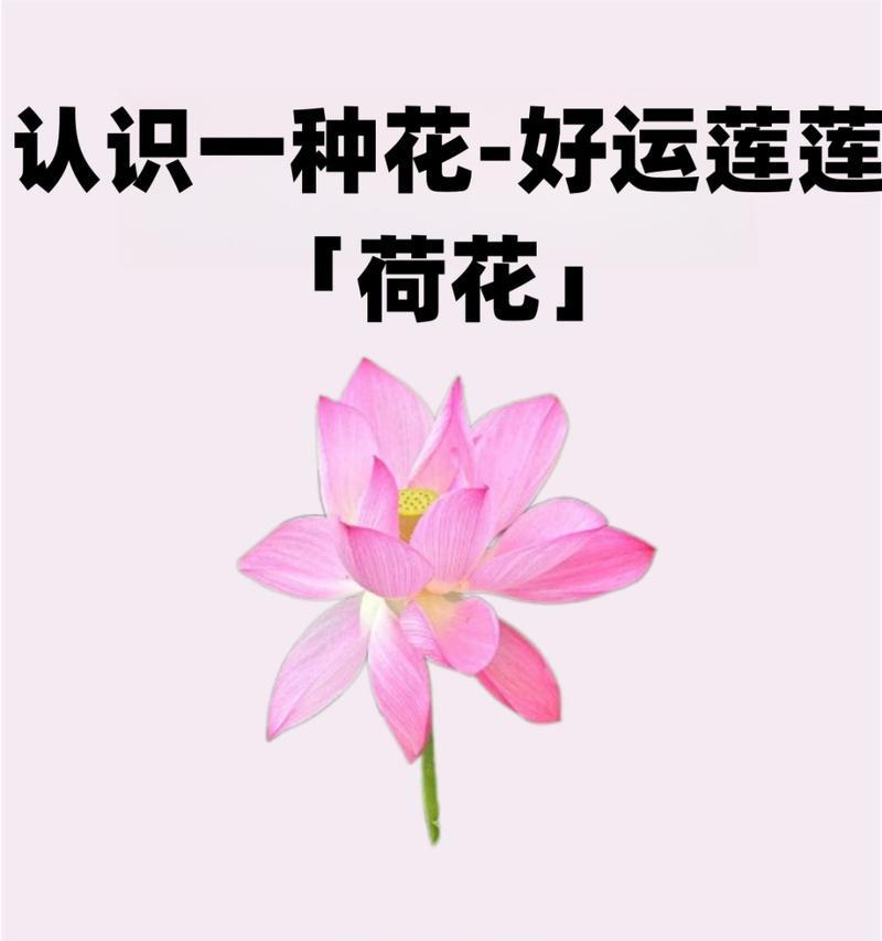 莲花的花语是什么？它在文化中有什么寓意？