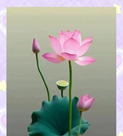 莲花的花语是什么？它在文化中有什么寓意？