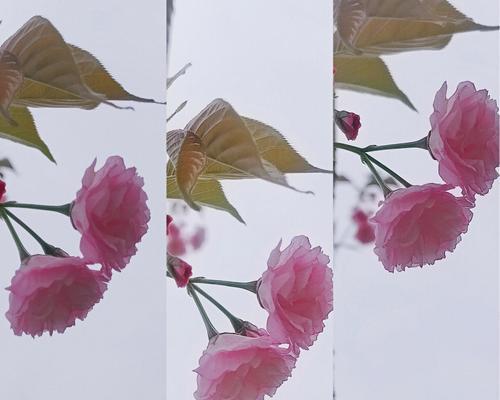 花语为阴天意味着什么？它如何影响情绪？