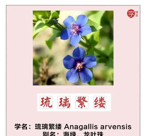 花语为阴天意味着什么？它如何影响情绪？