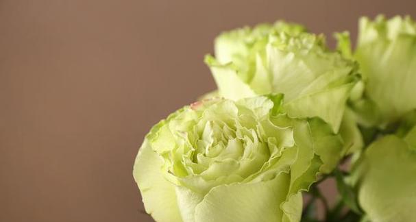 黄花蒿花语有何特别之处？它在花语中代表什么？