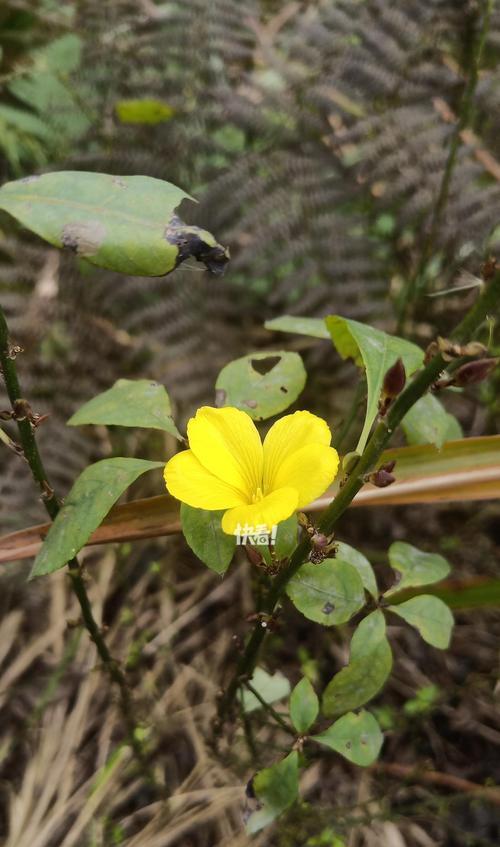 茨菰叶花语是什么？它在花语中象征着什么？