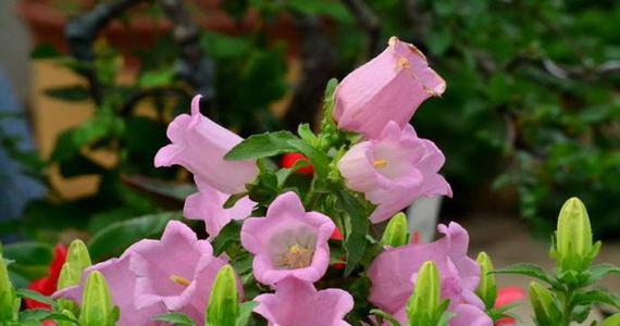 茨菰叶花语是什么？它在花语中象征着什么？