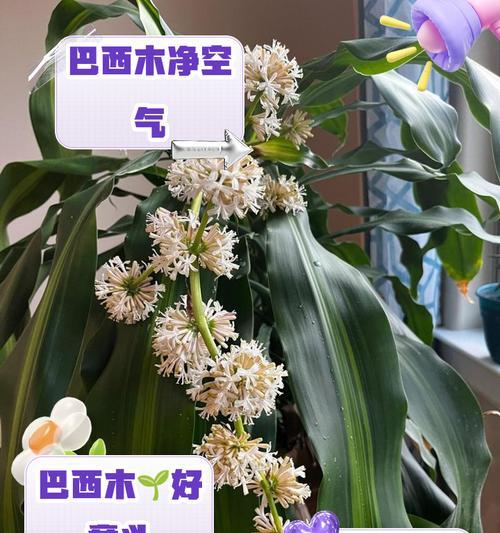巴西花花语有何深意？它如何影响人际关系？