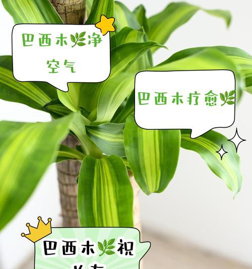 巴西花花语有何深意？它如何影响人际关系？