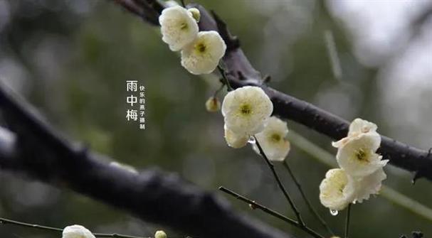 松树枝花语是什么？它在花语中象征着什么？