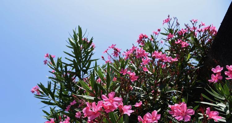 松树枝花语是什么？它在花语中象征着什么？