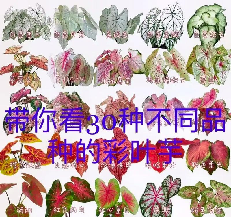 苹果芋花语代表什么？它在花语中扮演什么角色？