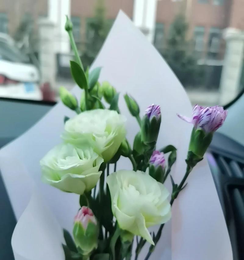 冷杉树花语是什么？它代表了哪些寓意？