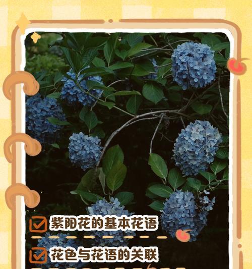 泥胡花语代表了什么？泥胡花的寓意是什么？