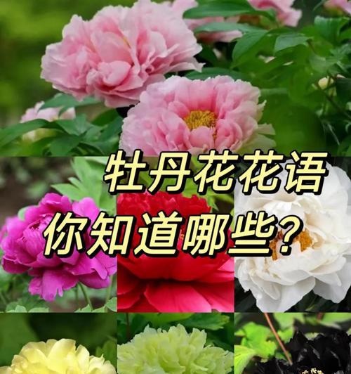 泥胡花语代表了什么？泥胡花的寓意是什么？