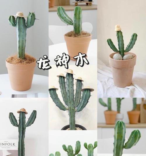 龙神柱花语有哪些含义？龙神柱象征着什么？