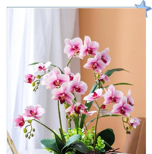 新年乐花语是什么？新年乐象征着什么？
