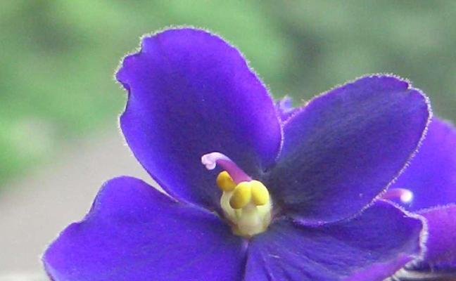 非洲瑾花语有哪些含义？非洲瑾代表了什么？