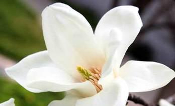 非洲蓳花语是什么意思？非洲蓳象征着什么？