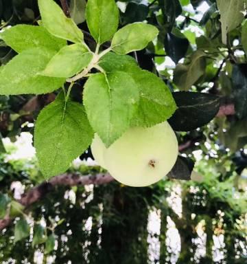 非洲蓳花语是什么意思？非洲蓳象征着什么？