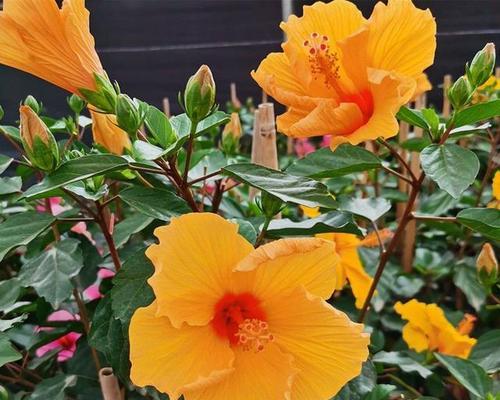 花语朱槿花是什么？朱槿花代表了什么？